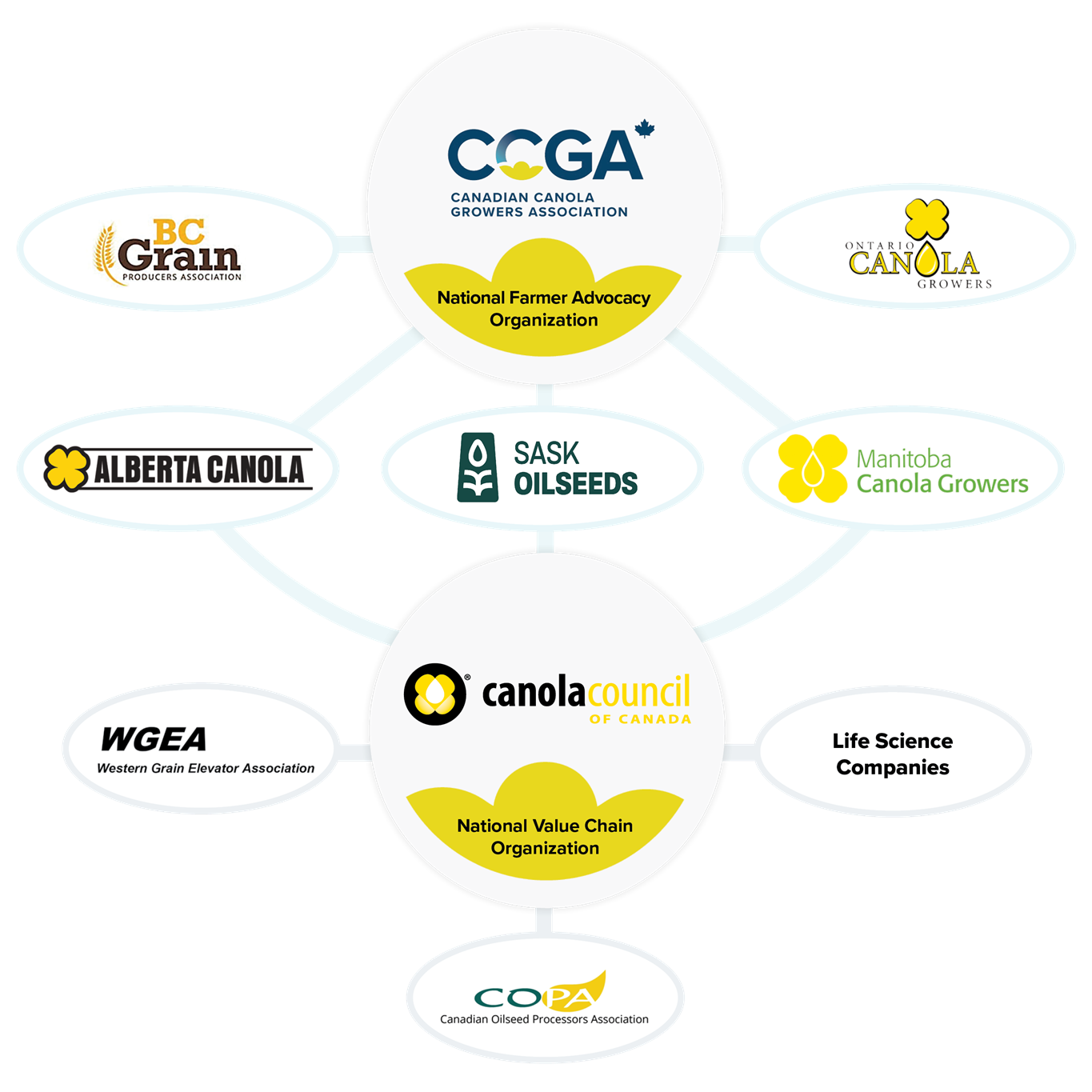 Canola Family Graphic