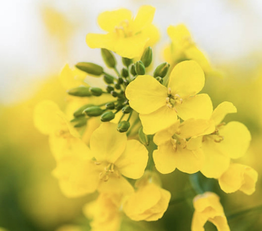 Canola plant