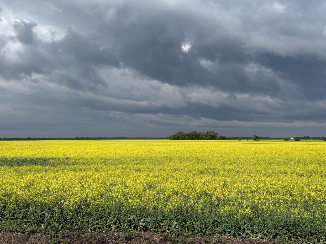 Canola field with stormy sky