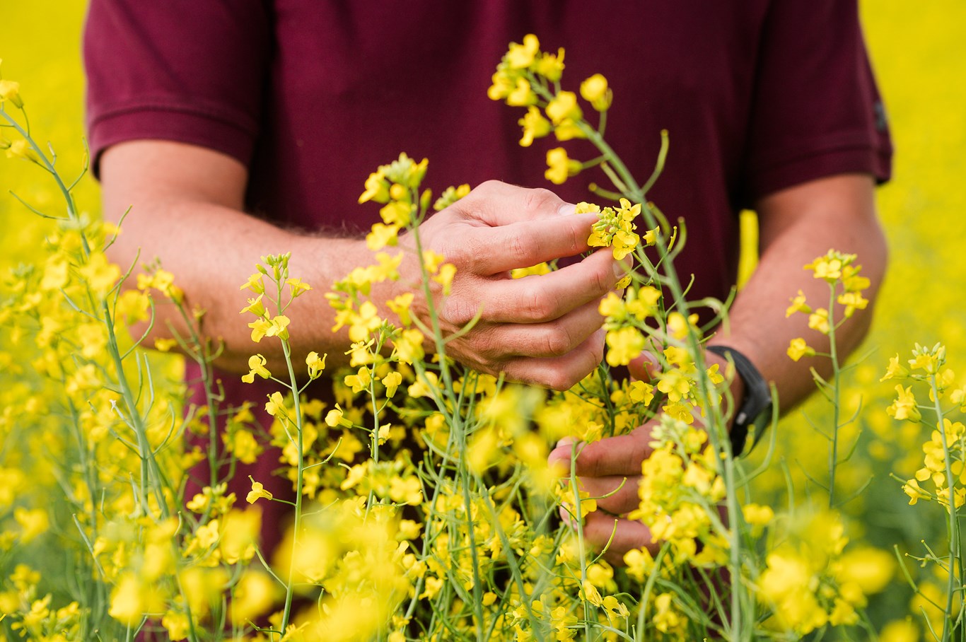checking canola