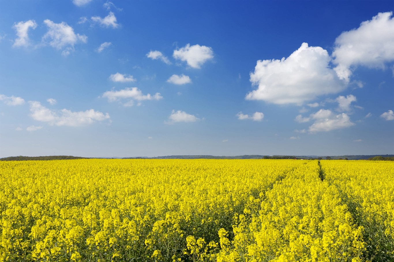 Canola field