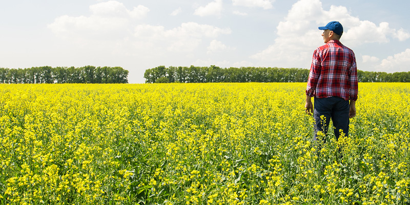 Farmer standing in a canola field.