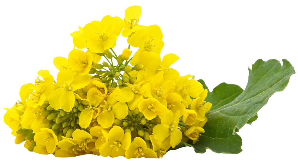 Canola Flower