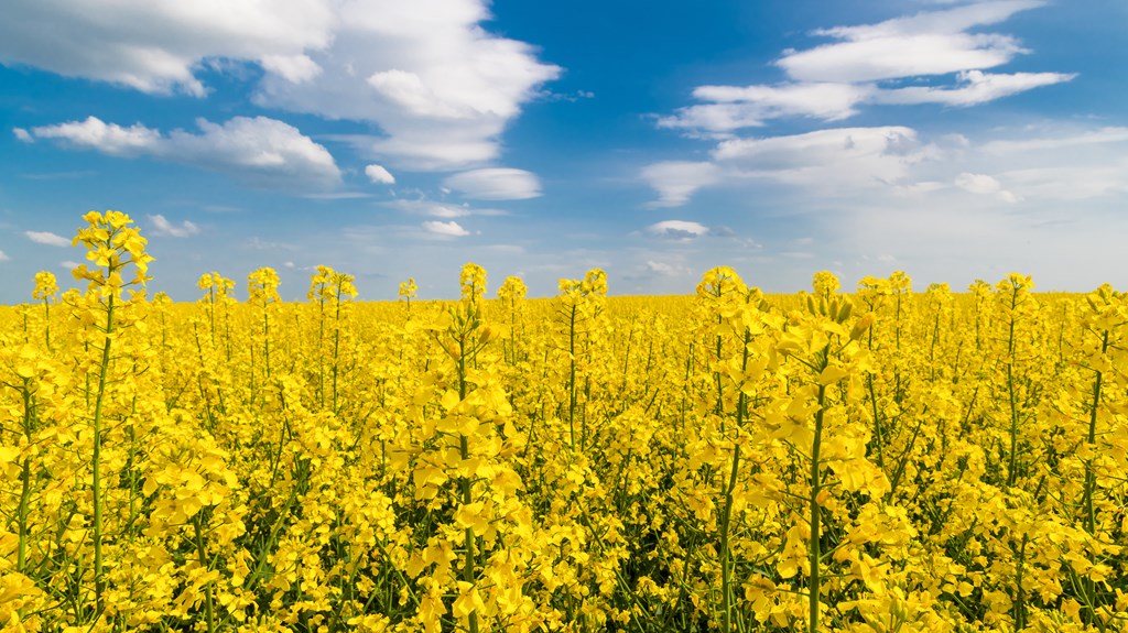 Canola field