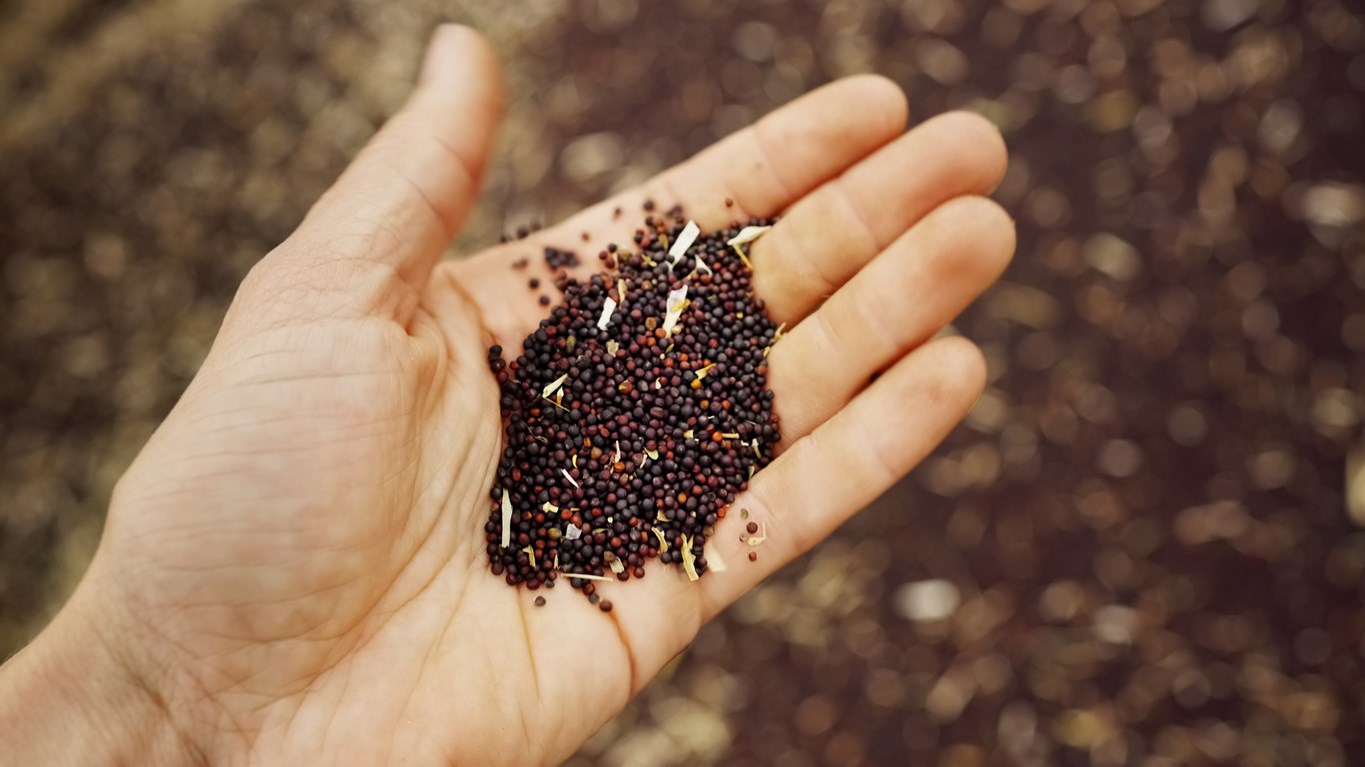 Seeds in hand