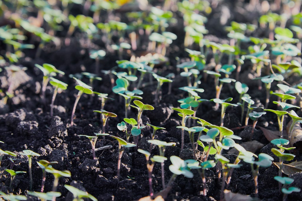 Canola seedling