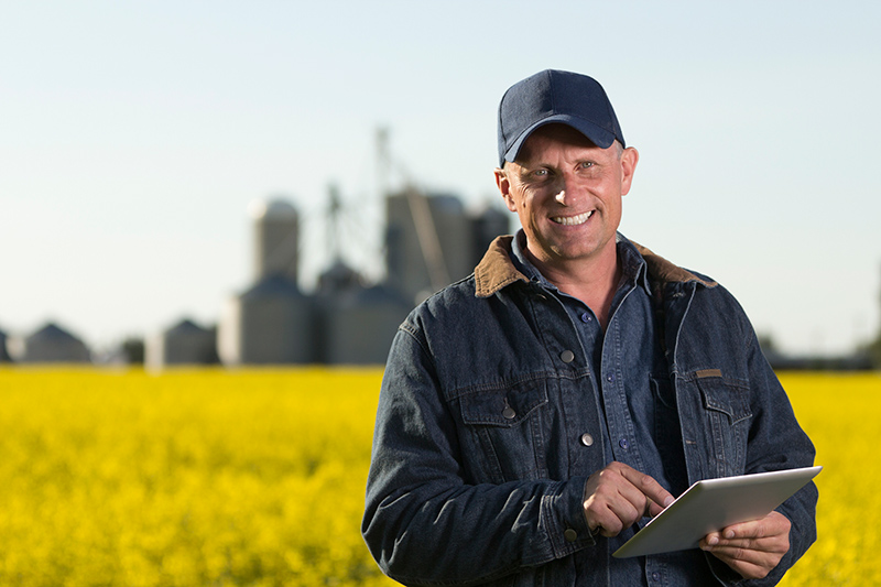 Farmer in canola field