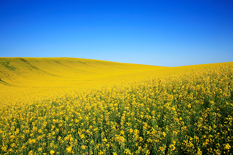 Canola field