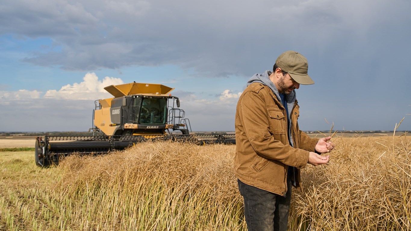 Man in field in front of combine at harvest checking canola pods