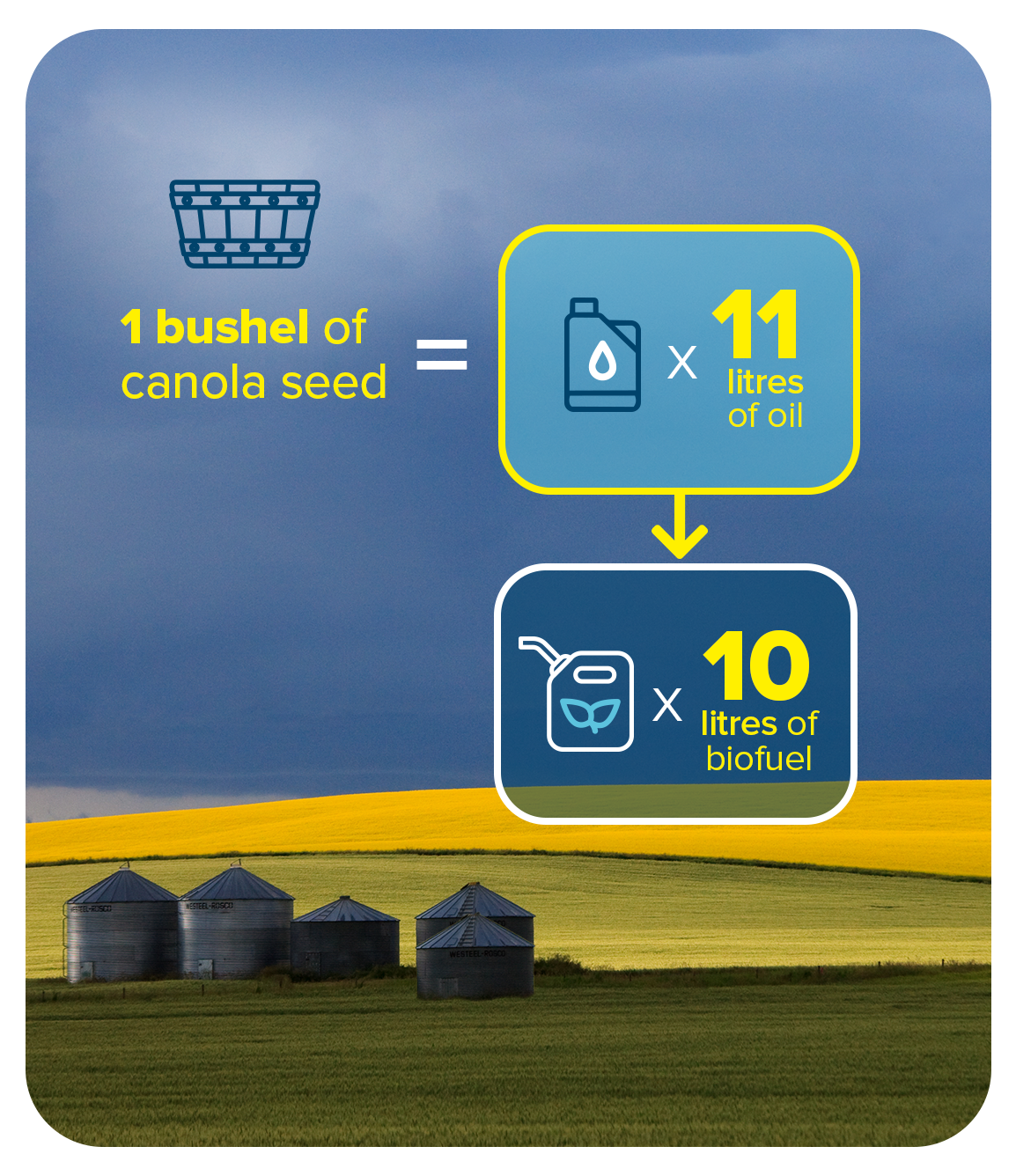 1 bushel of canola seed → 11 litres of canola oil → 10 litres of biofuel