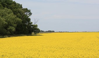 Canola Field