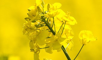 Canola Flower