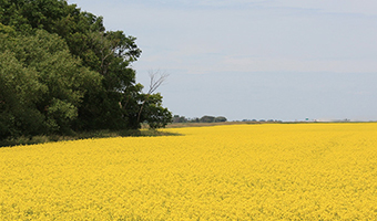 Canola field