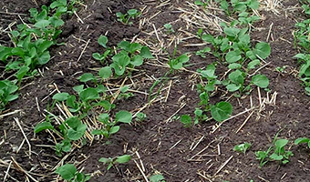 Canola seedlings