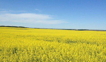 Canola field