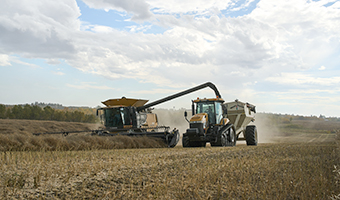 Canola harvest in progress