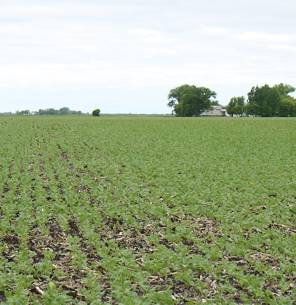 Image of a growing field