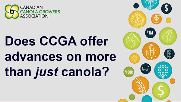 Does CCGA offer cash advances on more than just canola?