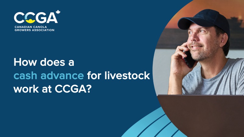 How does a cash advance for livestock work? video thumbnail