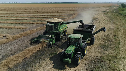 Canola harvest