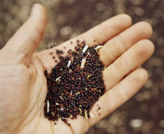 Handful of seeds