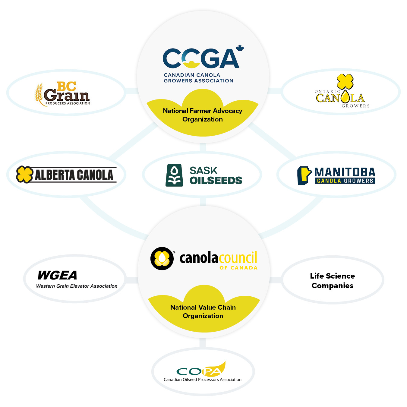 Canola Family Graphic